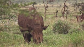 Le parc de Lewa une réserve privée grand luxe au Kenya [upl. by Pournaras]