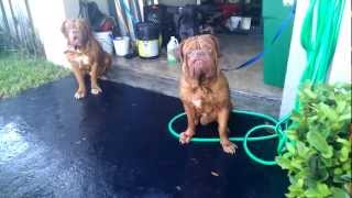 Stout Dogue de Bordeaux bathtime [upl. by Weston]