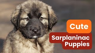 Why Sarplaninac Puppies Are the Perfect Addition to Your Family [upl. by Leandra348]