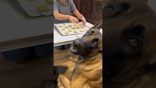 Dog Cookies dog doglife smartdog [upl. by Triny]