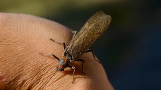 Big Rainbows on Salmon Flies [upl. by Nicolas]