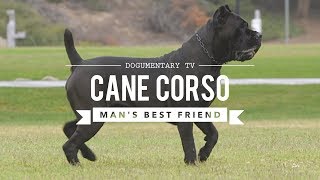 CANE CORSO MANS BEST FRIEND [upl. by Hinckley]