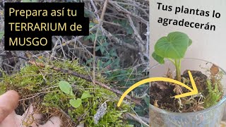 Cómo cultivar MUSGO en casa un gran ALIADO para tus PLANTAS de interior [upl. by Elleinod]