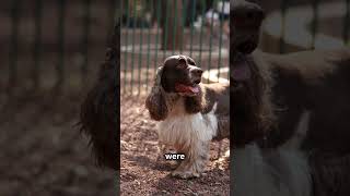 Cocker Spaniels [upl. by Hervey]