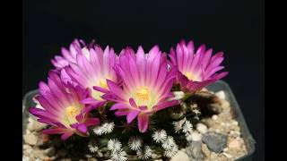 Mammillaria hernandezii [upl. by Doniv]