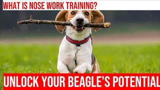 Training Your Beagle Advanced Nose Work Levels [upl. by Diantha]