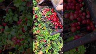 wildberry harvesting lingonberry cranberry blueberry berryfarm [upl. by Ordnagela]