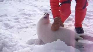 Baby seal squeals [upl. by Limaj]