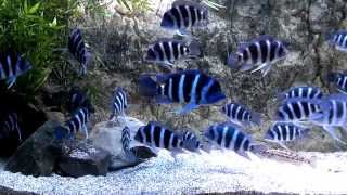 Moba Frontosa Cichlid update [upl. by Dietz648]