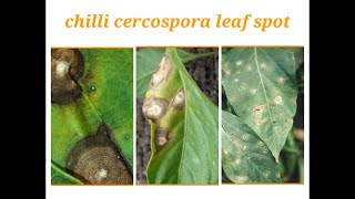 cercospora leaf spot on chilli crop and treatment  leaf spot how to cure [upl. by Nerte]