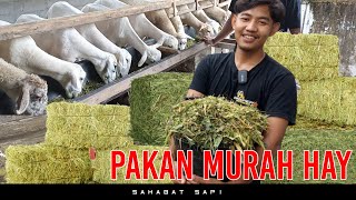 PAKAN MURAH HAY BIAYA 20 RIBU SEHARI UNTUK 70 EKOR DOMBA KURAWA FARM [upl. by Ayahsal]