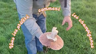 Vous les préféré comment les champignons [upl. by Tyrrell504]