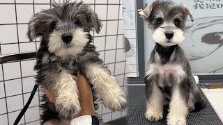 This Is A Stubborn Schnauzer Lets See The Effect petgrooming doggrooming schnauzer [upl. by Naejeillib191]