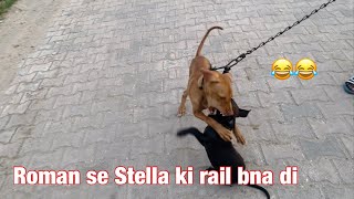 Roman ne Stella ki rail ğŸš bna diğŸ˜‚ Raaz dog vlogs [upl. by Nyrrad59]