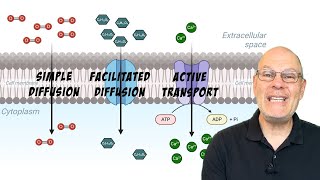 What are the Differences Between Simple Diffusion Facilitated Diffusion and Active Transport [upl. by Giavani]