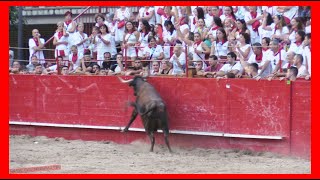 CAPARROSO  NAVARRA  TARDE VACAS CALLE Y PLAZA  LUNES 4 SEPTIEMBRE 2023  GANADARRIAZU [upl. by Hutchings]