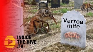 Honey bees defeat Varroa mites [upl. by Intisar]