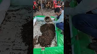 Alternate poultry feed source bsf blacksoldierfly murgipaln feed chicken engineerpoultry [upl. by Nivk]