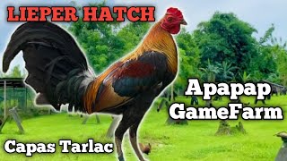 LIEPER HATCH  APAPAP GAMEFARM  QUALITY GAMEFOWL IN THE PHILIPPINES [upl. by Mendelson]