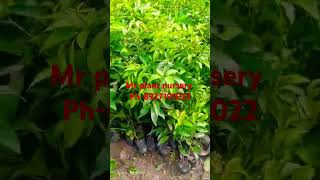 Mr plant nursery all plant available contact number 8927191022 [upl. by Ahsenet]