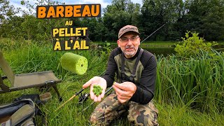 Un pellet à lail vert un aimant à barbeau en eau claire [upl. by Sedaiuqlem]