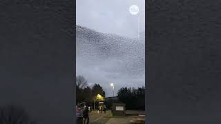 Mesmerizing murmuration of starlings flies across UK sky  USA TODAY Shorts [upl. by Ennaitsirhc]