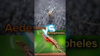 11 Aedes vs anopheles comparison mosquito aedes anopheles [upl. by Sula]