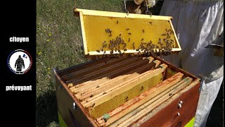 Épisode 1 Débuter en apiculture je visite mon premier rucher [upl. by Dobson89]