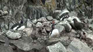 Chasse au poussin  Penguin chicken hunt by 2 Skua [upl. by Ortrud]