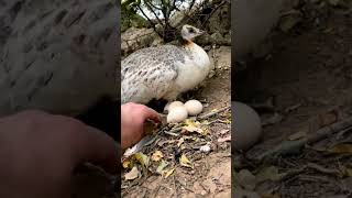 peahen eggs hatching shorts [upl. by Etteniuq]