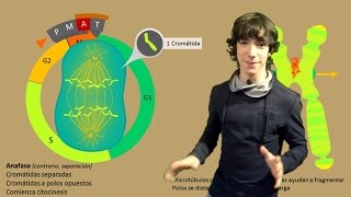 Mitosis Paso a Paso [upl. by Lorimer]