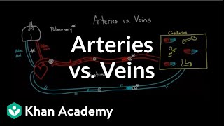 Arteries vs veinswhats the difference  Circulatory system physiology  NCLEXRN  Khan Academy [upl. by Wolfram]