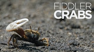 Wildlife Feature  Fiddler Crabs [upl. by Mulac742]