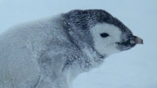 Fighting Over Abandoned Penguin Chick  Natural World Penguins Of The Antarctic  BBC Earth [upl. by Assyn]