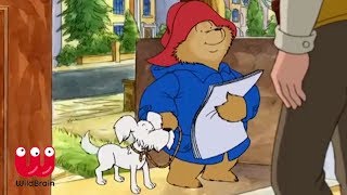 Paddington Bear Episode  Puppy Trouble Compilation  Animals For Kids [upl. by Nesnar623]