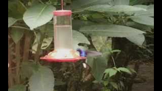 Jardin des Colibris de Monteverde  CostaRica [upl. by Yesac]