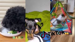 Los Mejores videos de animales 🐱❤ Tik Tok Compilación 20 [upl. by Algie314]