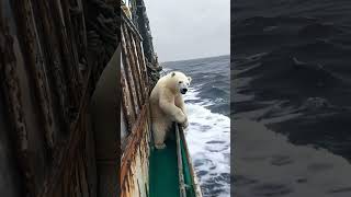 🐻‍❄️ Tiny Polar Bears Heartwarming Rescue 😍 PolarBearRescue WildlifeConservation ArcticAnimals [upl. by Munster]