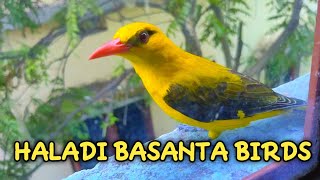 HALADI BASANTA BIRD 🐦🐦🐦🐦🐦🐦🐦🐦🐦🐦🐦🐦🐦🐦🐦🐦🐦🐦🐦🐦🐦🐦🐦 [upl. by Aicrop]