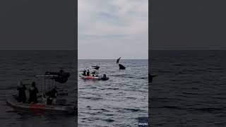 Whale watchers witness orca pod hunting dolphins off San Diego coast Shorts [upl. by Nilknarf]