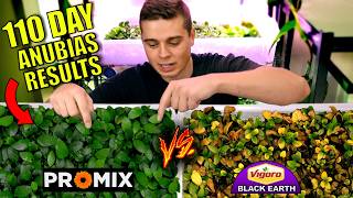 Best Soil To Grow Aquarium Plants Emersed 110 Day EXPERIMENT [upl. by Ibbor]