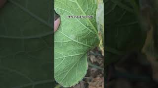 What does powdery mildew look like [upl. by Hilly565]