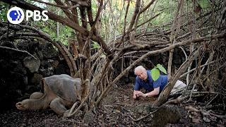 Attenborough’s Last Encounter with Lonesome George [upl. by Otero]