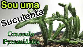 SOU UMA SUCULENTA 6 Crassula Pyramidalis [upl. by Adnohsirk]