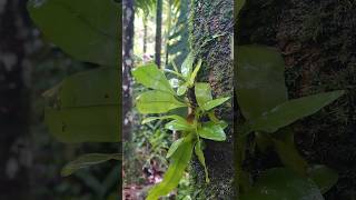 Asplenium nidus is an epiphytic species of fern botany ferns biodiversity wildplant gogreen [upl. by Latsyek]