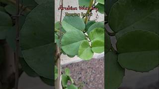 How To Grow amp Propagate Arabian Wax IvyCissus Rotundifolia Care aadishkiduniya shorts [upl. by Atnuahc]