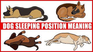 What Your Dog’s Sleeping Position Reveals About Them [upl. by Warden622]