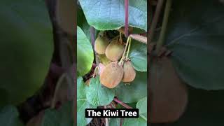 The Kiwi Tree [upl. by Sheets]