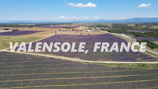 Lavender Fields by Drone Valensole France [upl. by Kenay160]