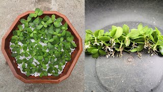 Propagate Jade plant from cuttings easy step by step guide [upl. by Leatri42]